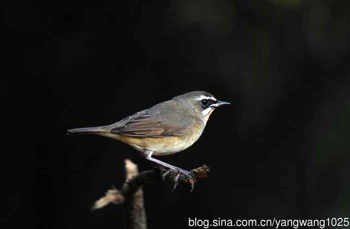 红喉歌鸲（14）