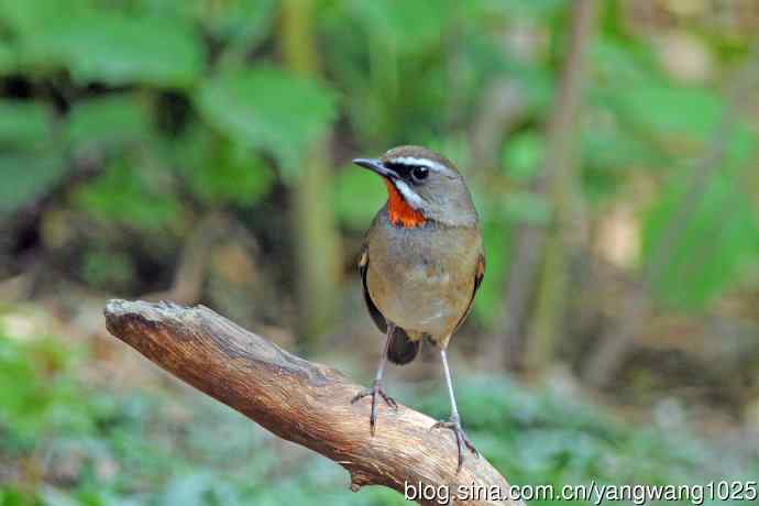 雄性红喉歌鸲（12）