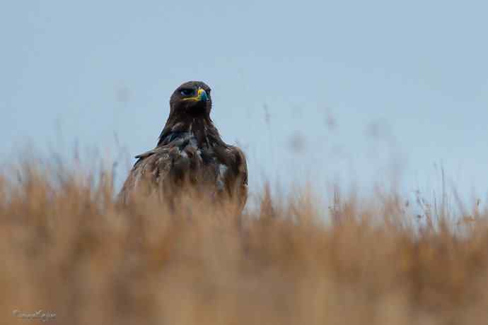 草原追梦. 大雕雄起