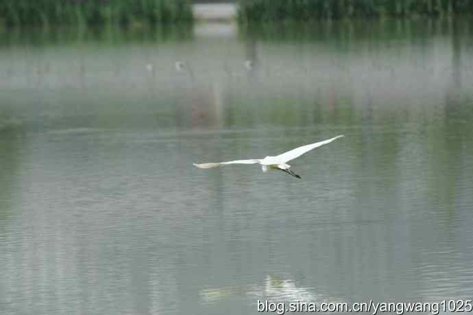 奥林匹克公园白鹭飞 wbr4