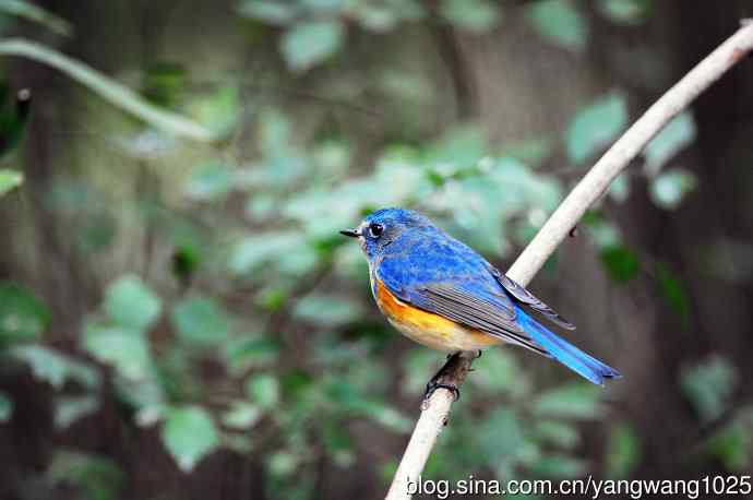雄性红胁蓝尾鸲（14）