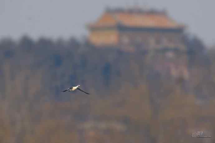 远观飞鸟