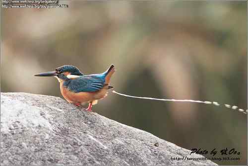 鸟与史料——鱼狗