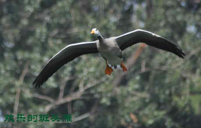 欢乐的斑头雁