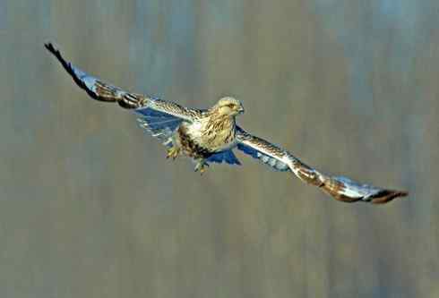 遨游天空 毛脚狂奔放飞翔