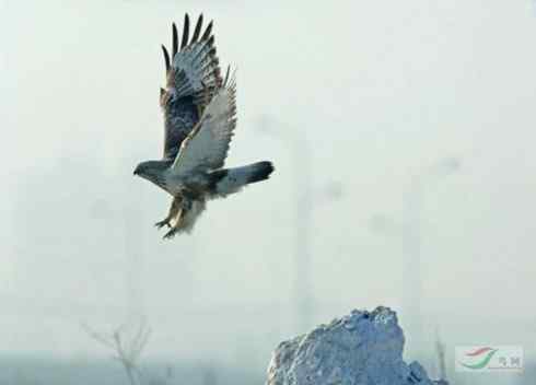 观鸟摄影之趣——人与鵟