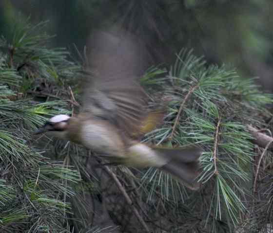 文殊院的白头鹎
