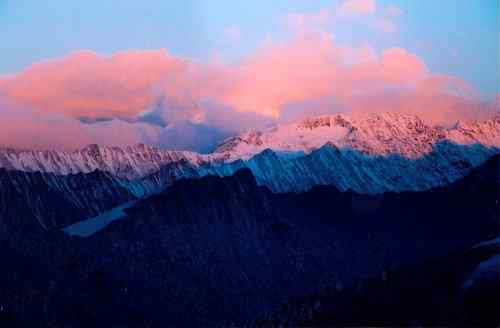 雪山拜会白马鸡 雪山拜会白马鸡