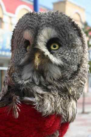 [组图]被老鼠毒死的乌林鸮