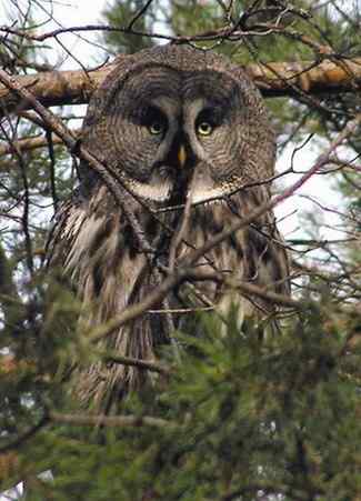 [组图]乌林枭宝宝长大了
