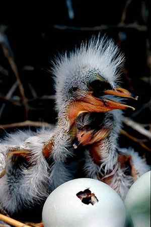 辽宁红铜沟——大白鹭宁静的家园