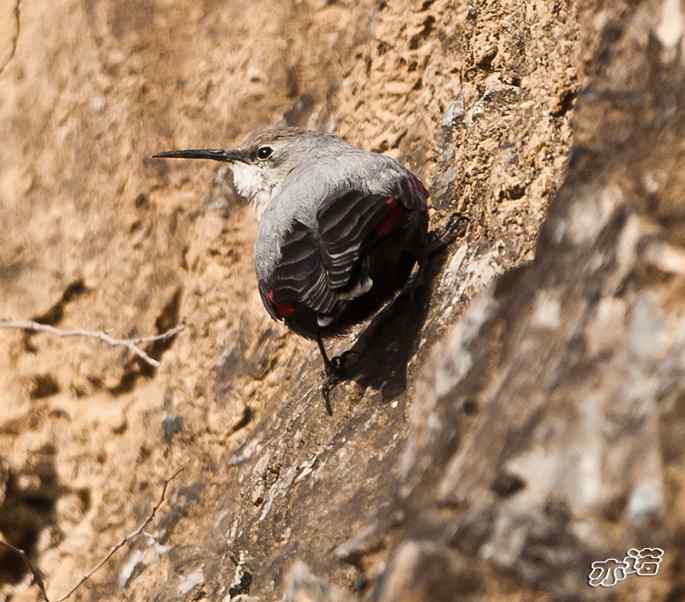 永定河峡谷 wbr路 wbr红翅旋壁雀 永定河峡谷 wbr路 wbr红翅旋壁雀
