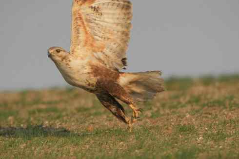 鵟的百变羽色——开篇