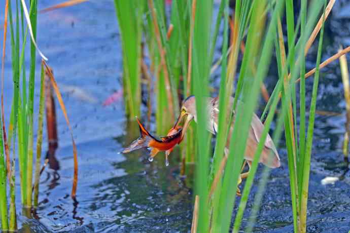 捕鱼的黄苇鳽（2）