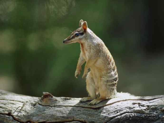 盘点十二大著名食蚁动物：袋食蚁兽