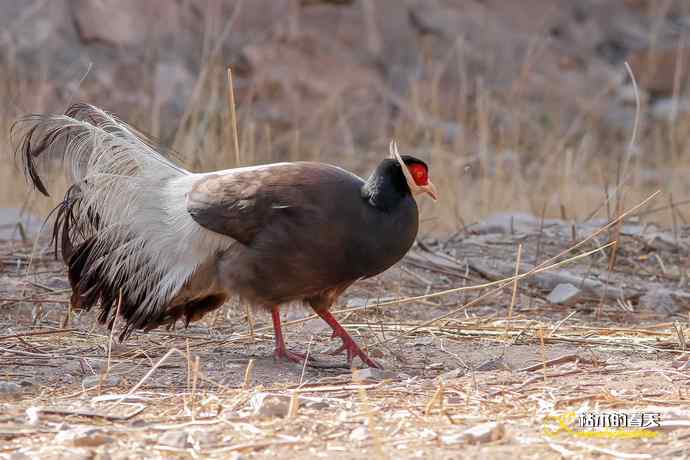 玄中古寺拍鈥満致恚Γ┾