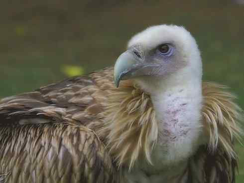 另类鸟类建筑师之一（白鹳、秃鹳）