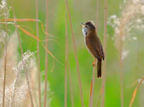 鸟类之最:湿地苇莺