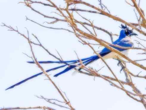 美丽无罪：雀鸟之绿鹊