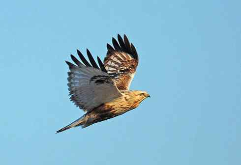 如何识别飞行的毛脚鵟