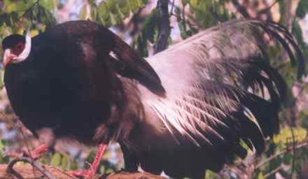 中国的马鸡:藏马鸡、白马鸡、蓝马鸡、褐马鸡