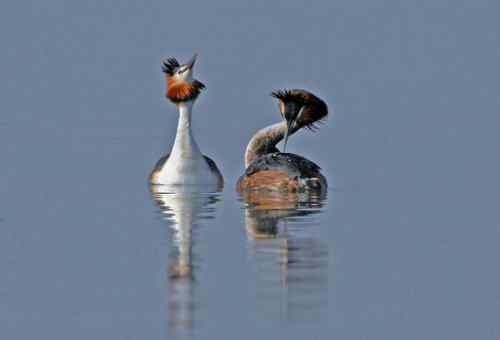 水上探戈舞蹈家——鸊鷉