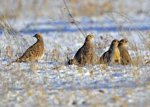 林甸的冬天——冰天雪地的鸟儿