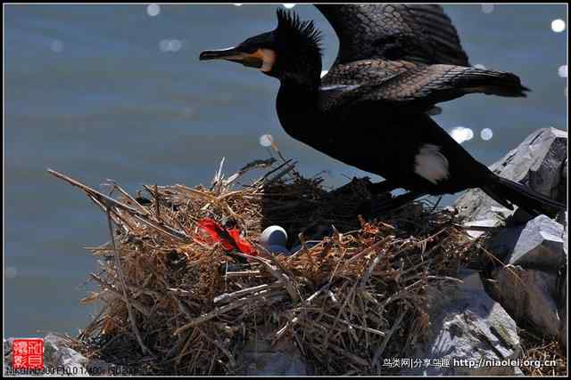 【加贝先生原创摄影】 青海湖鸟岛上的鸬鹚鸟(16p)
