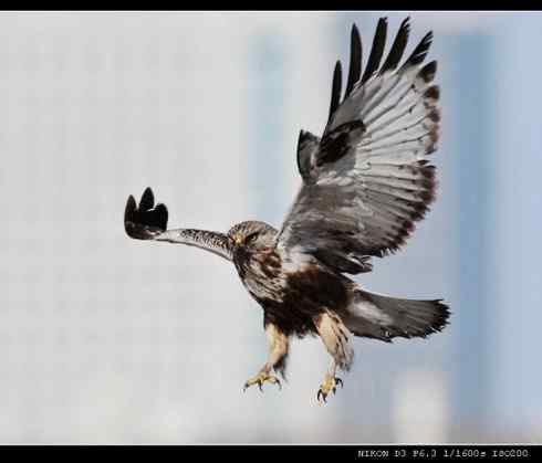 [组图]毛脚鵟的爪子