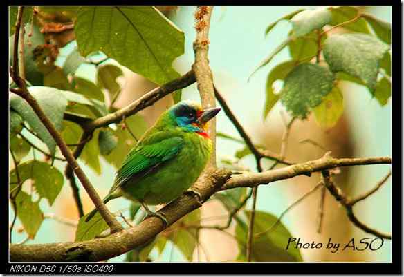 台湾特有鸟类 五色鸟/台湾拟啄木