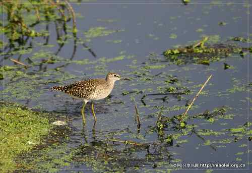 95张鸟儿嬉戏精品图集