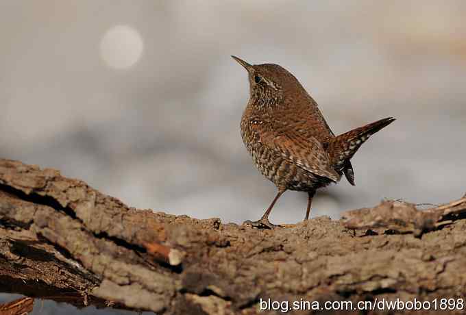 精灵般的小鹪鹩 精灵般的小鹪鹩