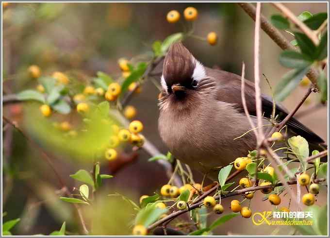 白领凤鹛【照片】