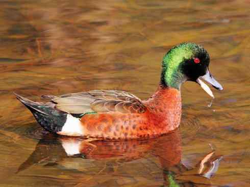 欣赏：美丽的钻水鸭3