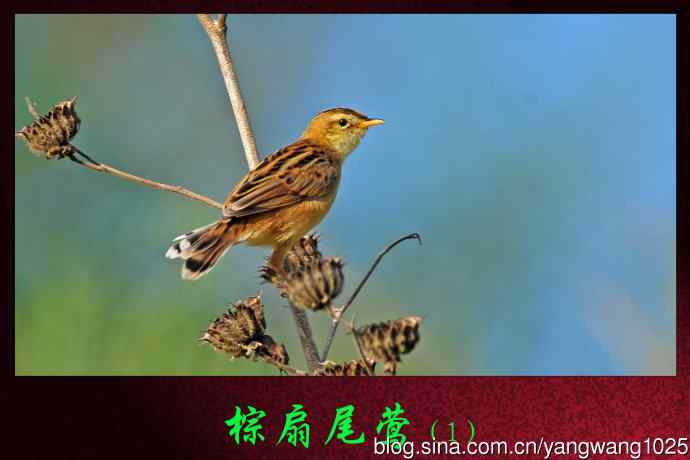 棕扇尾莺（1）