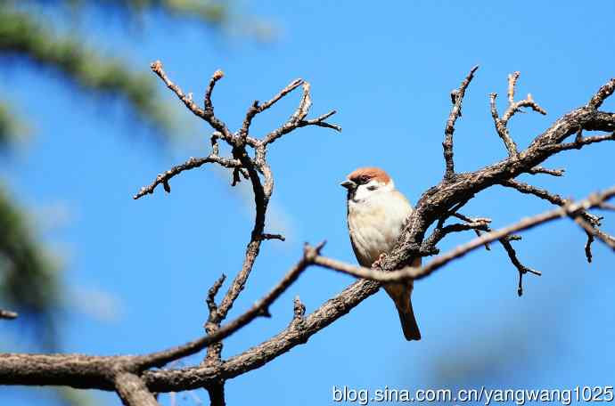 候鸟已过境，麻雀来当家