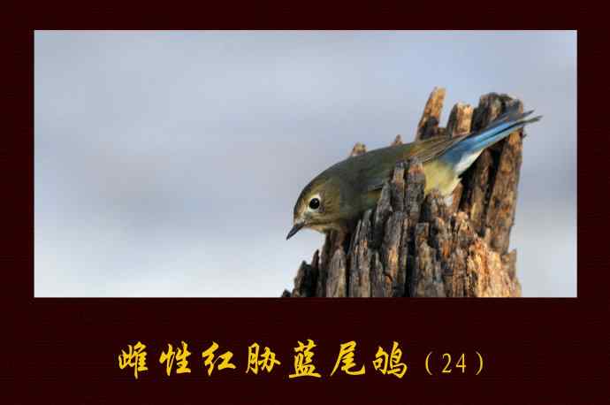 雌性红胁蓝尾鸲(24)