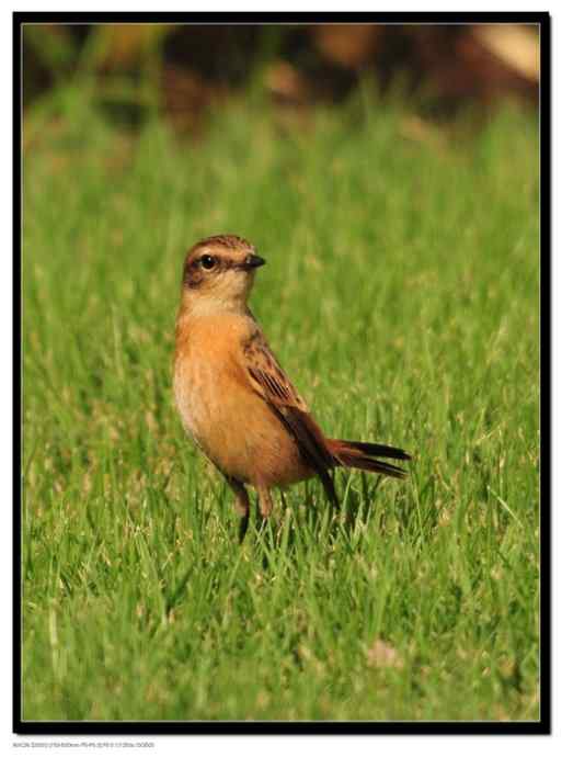 一个让人失望的春季迁徙