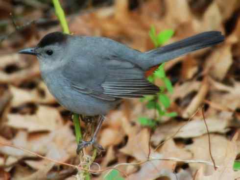 雀鸟也彪悍：别惹我（小嘲鸫）