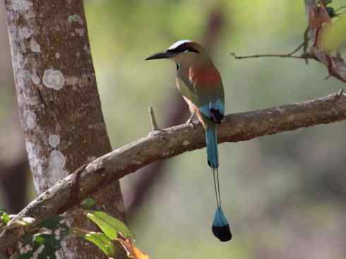 绝色攀禽：佛法僧目之翠鴗2