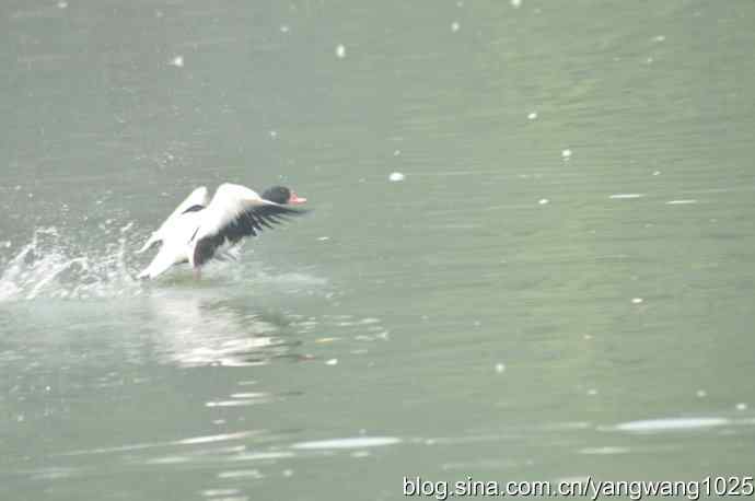 飞 wbr(雾拍水禽湖 wbr杂片) 飞 wbr(雾拍水禽湖 wbr杂片)