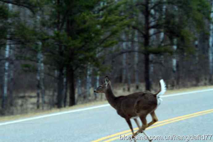 野鹿过马路