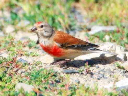 家禽驯化之源之二十六