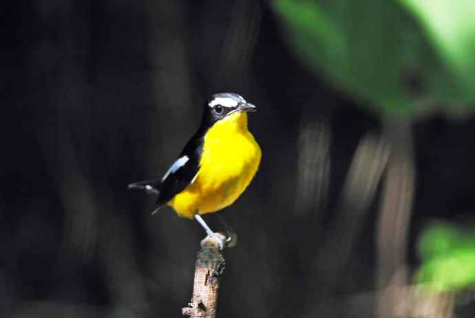 雄性白眉姬鹟（6）