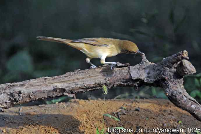 厚嘴苇莺(3) 厚嘴苇莺(3)