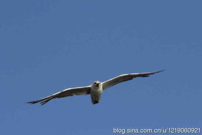 红嘴鸥（第一夏）