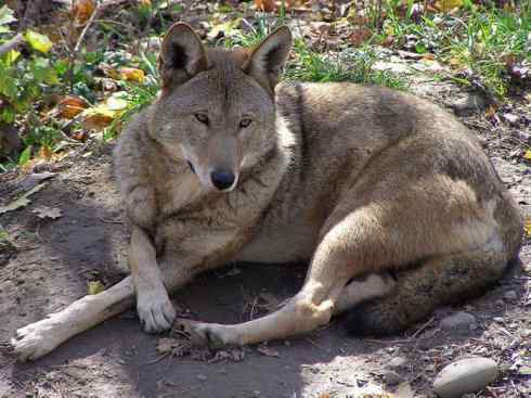 犬科:犬亚科犬属之郊狼、红狼 犬科:犬亚科犬属之郊狼、红狼