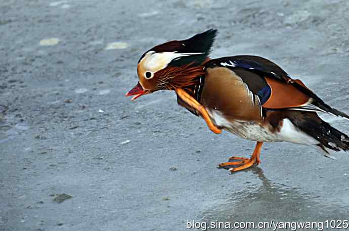 冰上的鸳鸯（雄性）