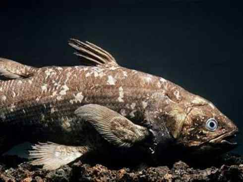 鱼类活化石：矛尾鱼