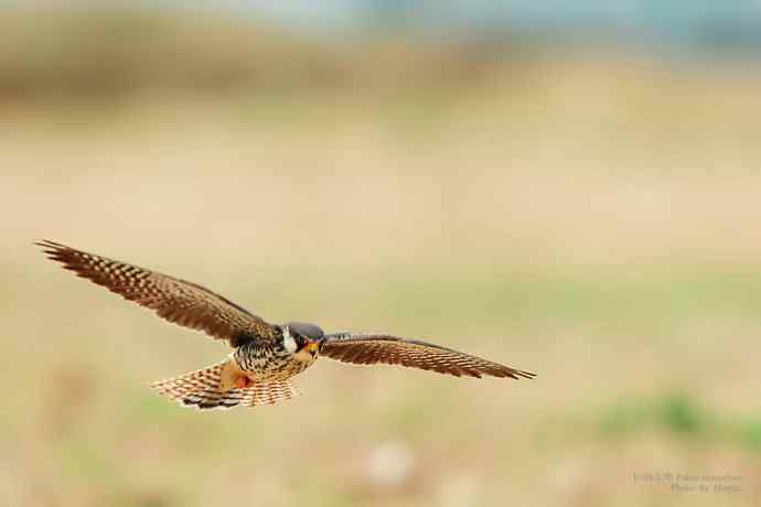 阿穆尔隼（Falco wbramurebsis）